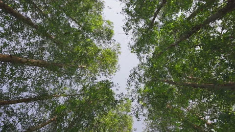 On a cloudy day, a low angle arch picture of a tree in a park or woodland, conta Stock Footage 163899251