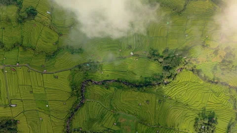 Cloudy day over rice terraces in Bali Stock Footage 340968144