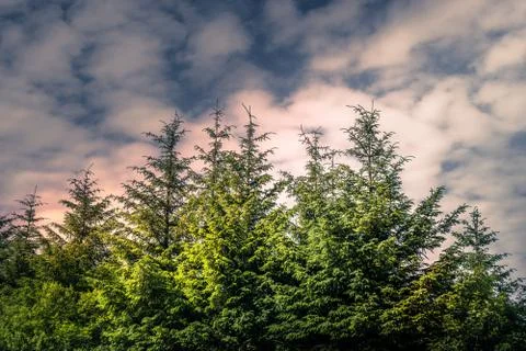 Cloudy Day in the Pine Forest Stock Photos