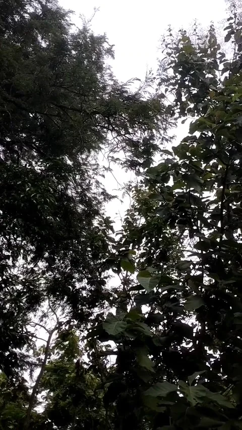 Cloudy day in the rainforest, Borneo Stock Footage 327692312