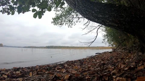 Cloudy day at shore with deciduous trees over water, time-lapse. Stock Footage 158075015