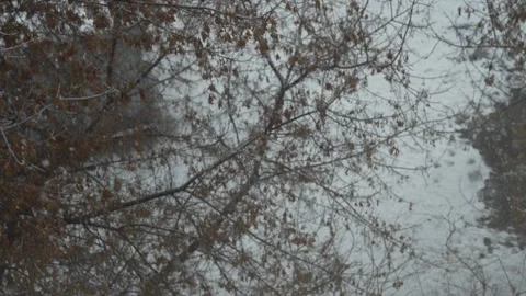Cloudy day snowy icy trees Stock Footage 321516364