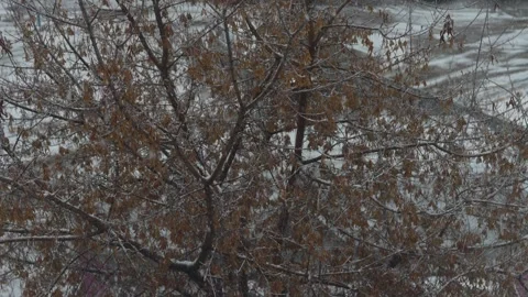 Cloudy day snowy icy trees Stock Footage 321516372