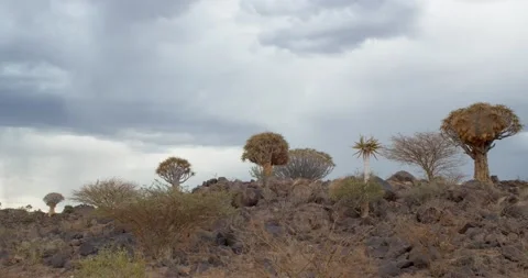 Cloudy day in the unique and beautiful place Quiver Tree Forest, Namibia, 4k Stock Footage 132478986
