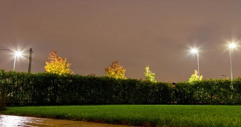 Cloudy evening in a garden with a curious cat in movement Vídeo Stock 118405680