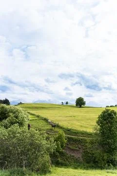 Cloudy Fields and Lone Trees Stock Photos