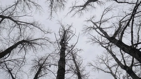 Cloudy Forest 01 스톡 동영상 120857713