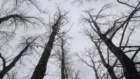 Cloudy Forest 02 스톡 동영상 120857727