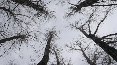 Cloudy Forest 03 스톡 동영상 120857755