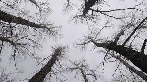 Cloudy Forest 04 스톡 동영상 120859675