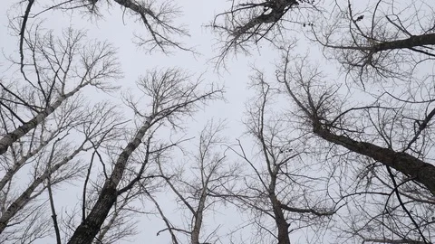 Cloudy Forest 05 스톡 동영상 120859720