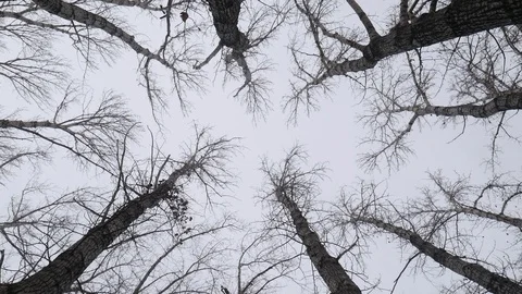 Cloudy Forest 06 스톡 동영상 120859728