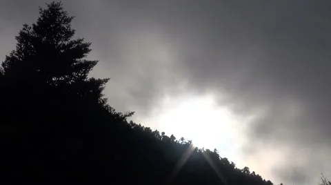 Cloudy Forest (1) Stockbeeldmateriaal 47978297