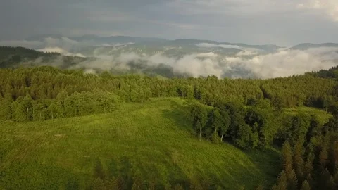 CLOUDY FOREST - BOSQUE CON NUBES BAJAS Stock Footage 262055759
