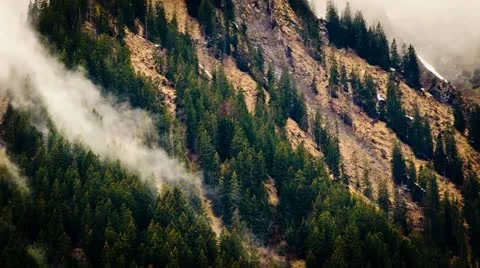 Cloudy forest Stock Footage 11880679