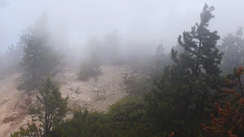 Cloudy forest high up on a rocky mountain Stock Footage 128160296