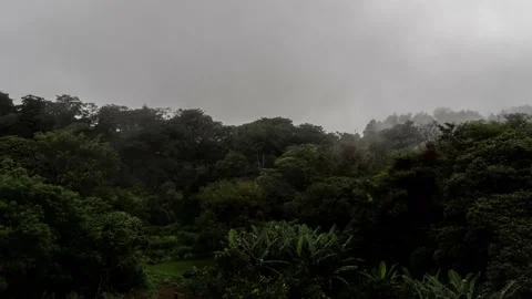 Cloudy Forest time lapse in Monteverde Video stock 169595594