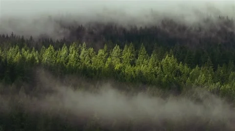 Cloudy Forest Timelapse FullHD 库存影片 43548453