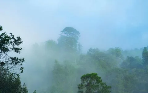 Cloudy forest wide leaf landscape with fog and diffuse trees in distance Stock Photos