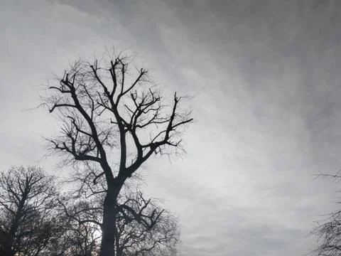 Cloudy gray sky with bare winter trees Foto stock