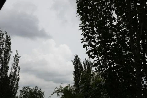 A cloudy gray sky preparing for a fresh summer rain with tall dark and decidu Stock Photos