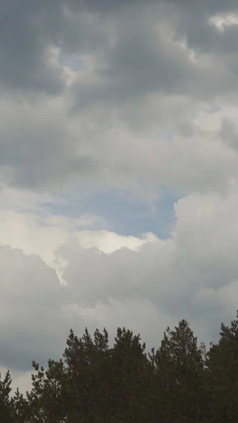 Cloudy horizon over shadowed trees. Overcast sky with towering trees and layered Stock Footage 334012553