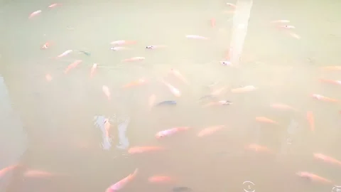 Cloudy koi pond with lots of fish swimming Stock Footage 322770161
