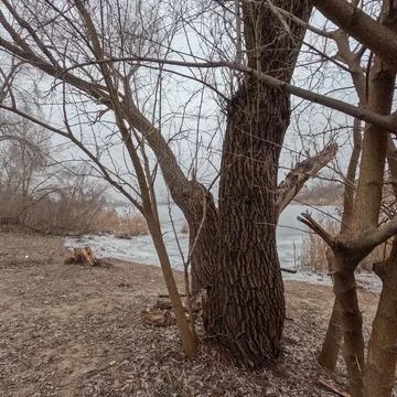 Cloudy landscape with old tree. overcast. old tree on the bank of the river.. Stock Photos