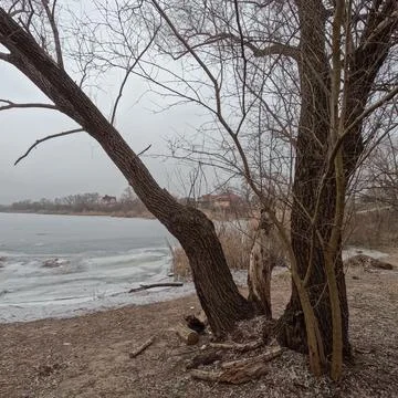 Cloudy landscape with old tree. overcast. old tree on the bank of the river.. 스톡 사진