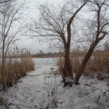 Cloudy landscape with old tree. overcast. old tree on the bank of the river.. Photos