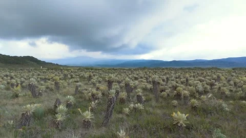 Cloudy Landscape with Paramo Plants at Buey Lagoon Video stock 330759956