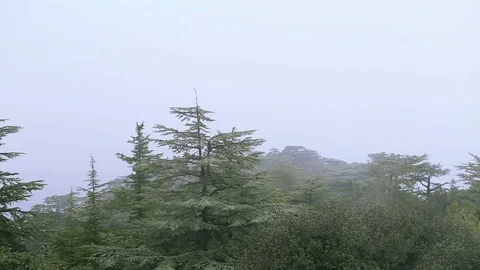Cloudy landscape of pine forests in the mountains. Cedar Valley Stock Footage 75633235
