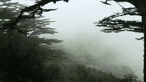 Cloudy landscape of pine forests in the mountains. Cedar Valley Stock Footage 75633559
