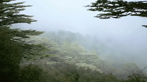 Cloudy landscape of pine forests in the mountains. Cedar Valley Stock Footage 75634786