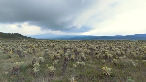 Cloudy Landscape with Unique Flora at Buey Lagoon Stock Footage 330759957