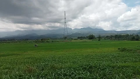 Cloudy landscape video over the rice fields Stock Footage 234493415