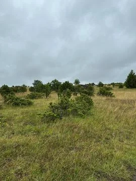 Cloudy Meadow Landscape with Juniper Shrubs and Natural Grassland Stock Photos