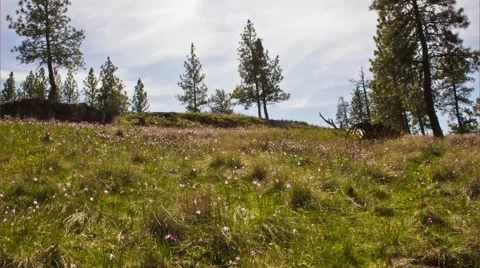 Cloudy Meadow Timelapse Stock Footage 65052703