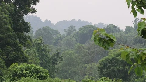 Cloudy misty morning in the forest. Stock Footage 340105421