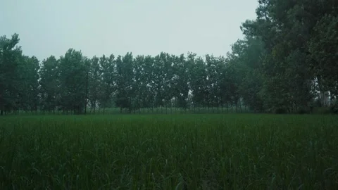 Cloudy morning farm fields with soft fog atmospheric landscape 스톡 동영상 332920316