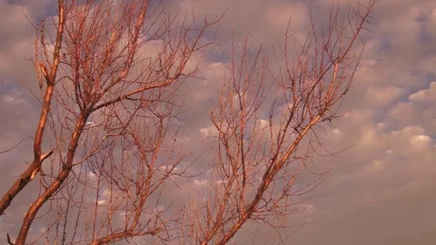 Cloudy morning tree Stock Footage 95833400