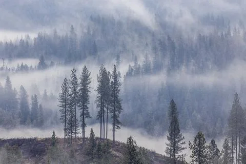 Cloudy mountain and trees landscape. Stock Photos