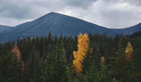 Cloudy mountain landscape with green pine forest on the foreground Stock Photos