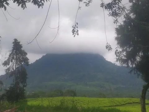 Cloudy Mountain View Framed by Trees Above Tea Plantation Stock Photos