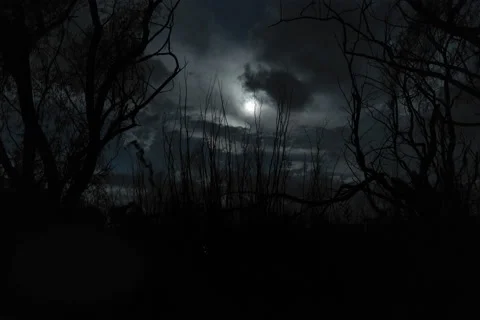 Cloudy Night Full Moon with Tree and Reed Silhouette  6k Stock Footage 181712334