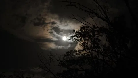 Cloudy night sky with full moon. Tree branches swaying in the wind in dark woods Stock Footage 320776917