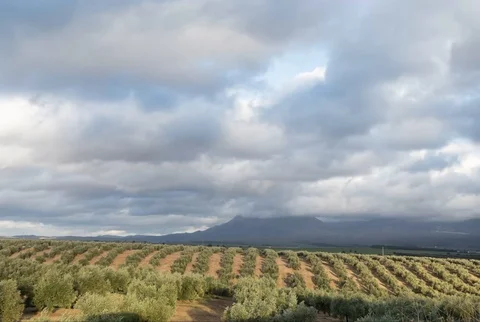 Cloudy olive field Stock Footage 102401904