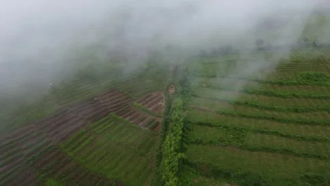 Cloudy Paddy Field Stockbeeldmateriaal 254810873