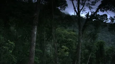 Cloudy Pan of Forest Valley, Tijuca Brazil HD Video Stock Footage 22146403