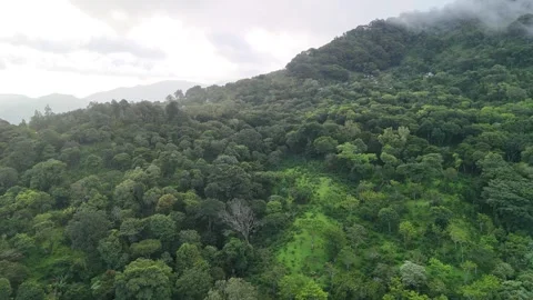 Cloudy rainforest landscape in cloudy sky background Stock Footage 340236306